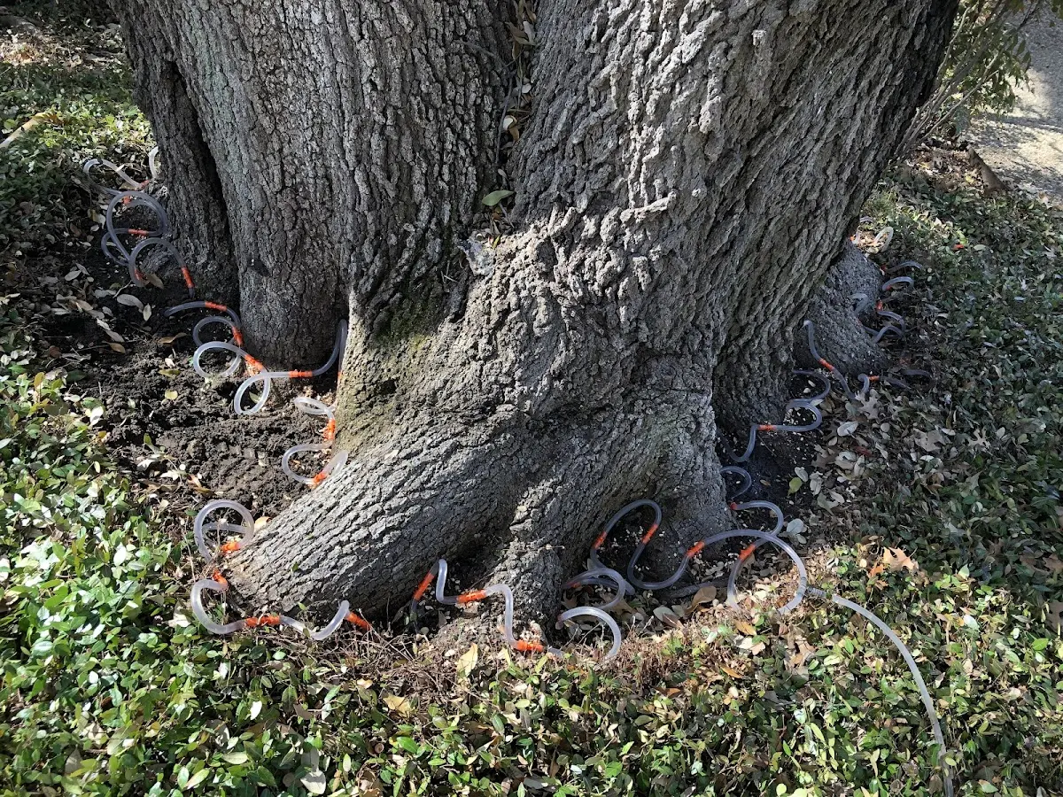 Detailed Tree Cabling and Bracing job site in Longstreet